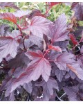 Physocarpus opulifolius Schuch крупним планом
